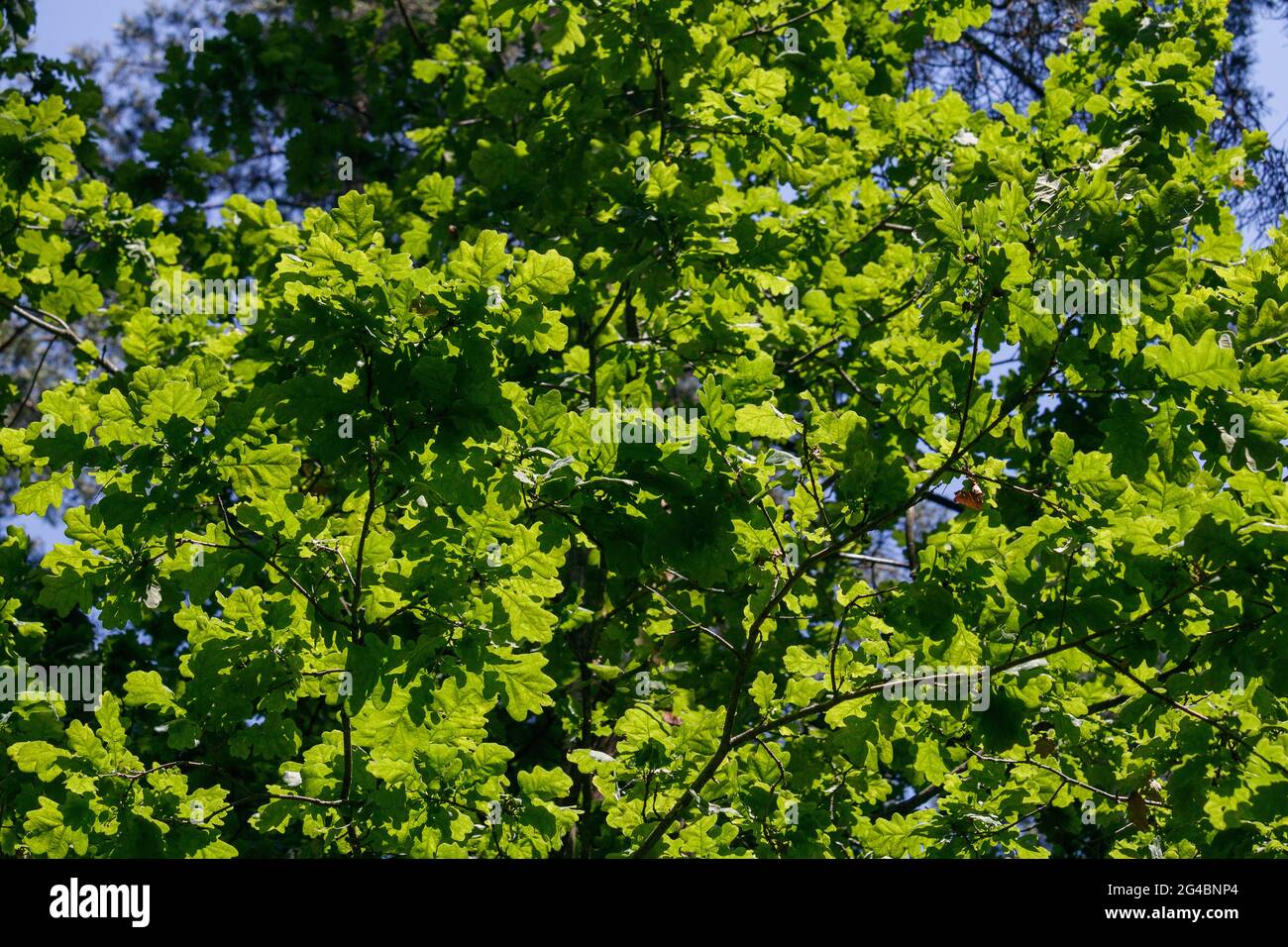 Milioni di foglie di quercia verde, illuminate dal sole, appena prima del solstizio. Cielo blu luminoso sullo sfondo. Vista dal suolo al cielo, t Foto Stock