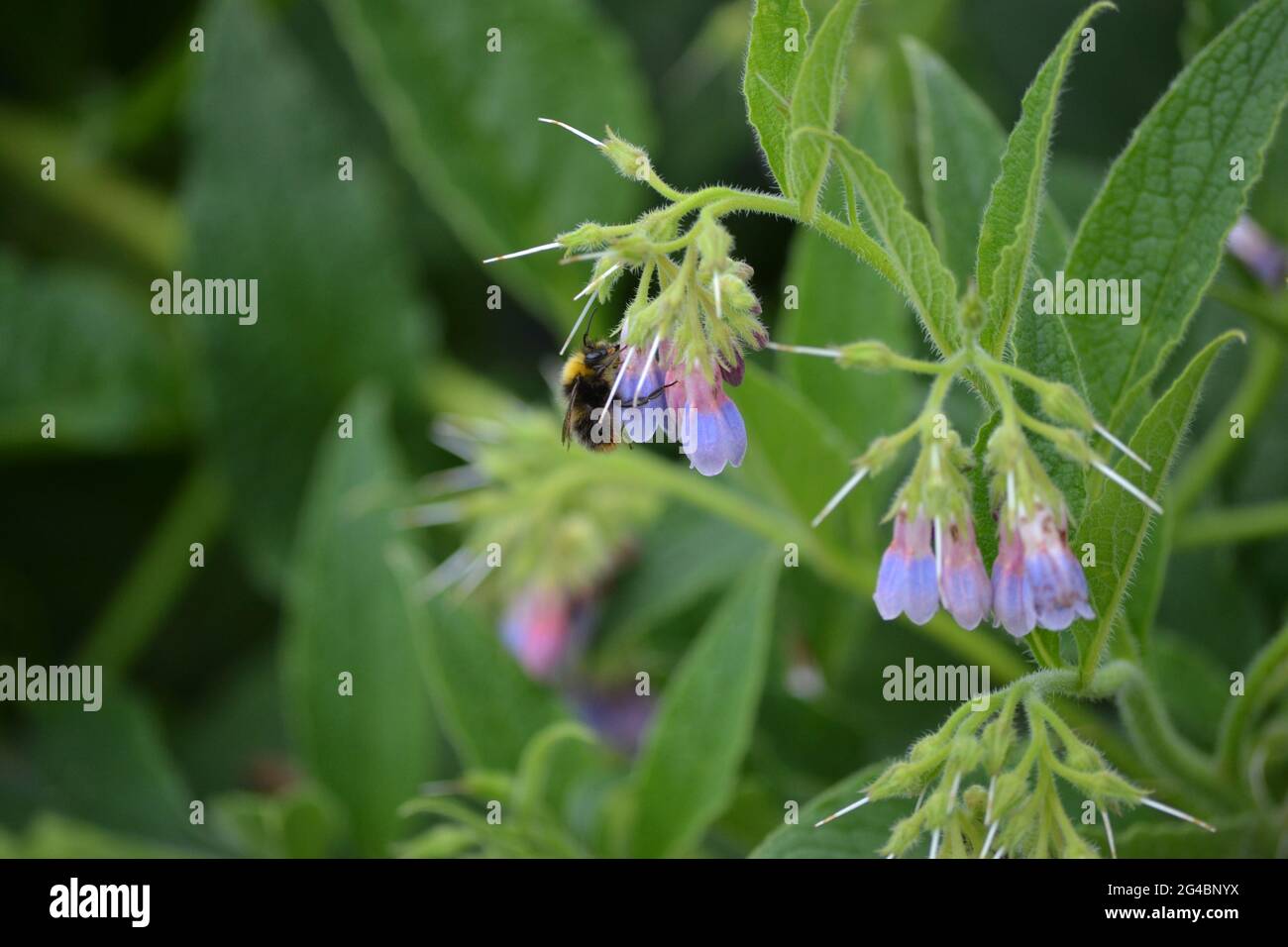 Comfrey, Symphytum officinale, visitato da un'ape. Foto Stock