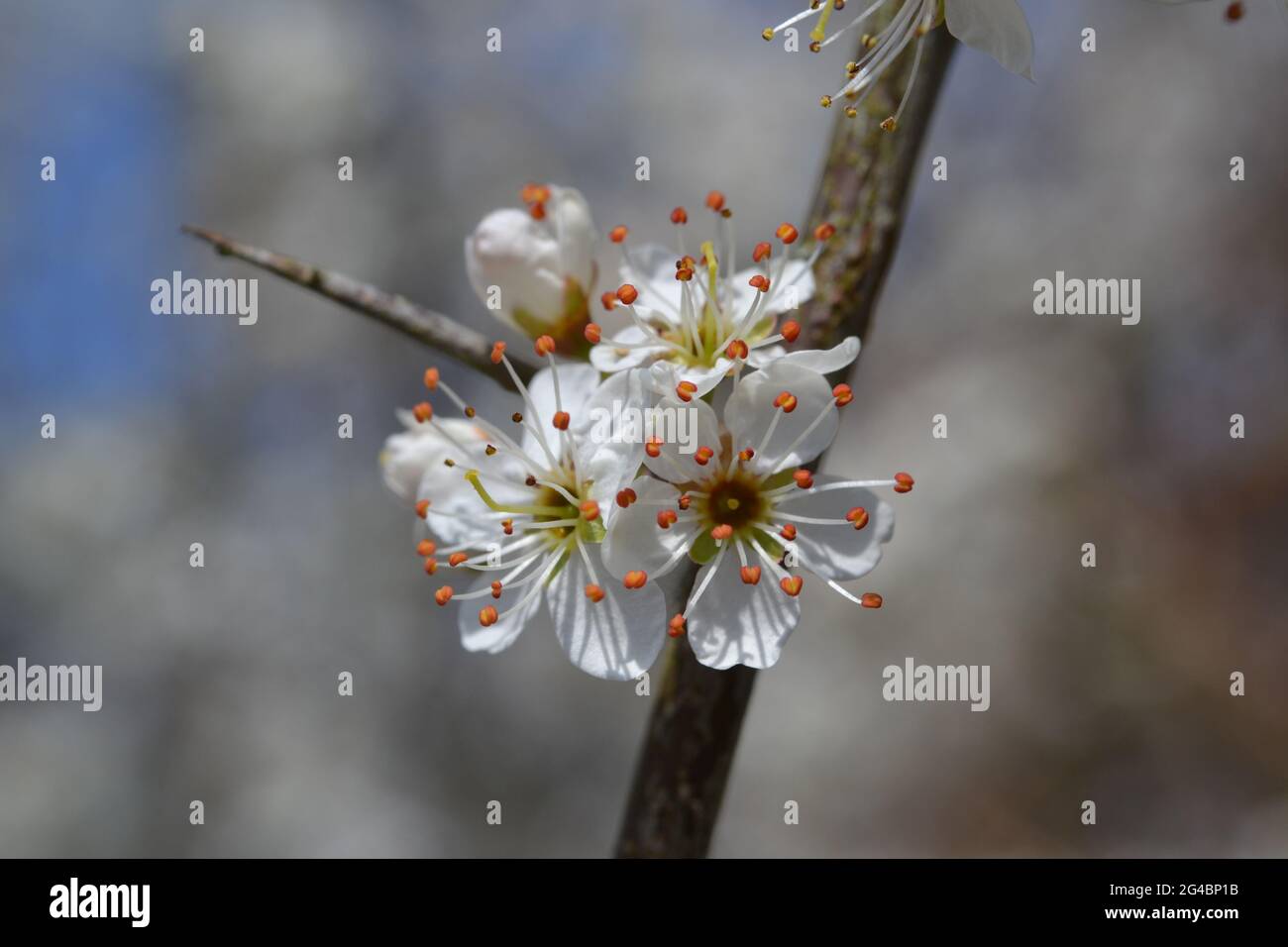 Particolare di spina nera in fiore con spina, Prunus spinosa. Foto Stock