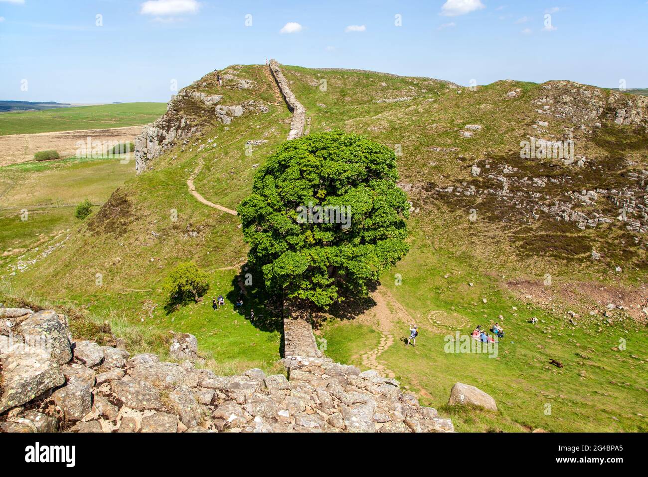 Il famoso albero a Sycamore Gap guardando verso Highshield crag sul muro di Adriano lunga distanza percorso nazionale in Northumberland Inghilterra UK Foto Stock