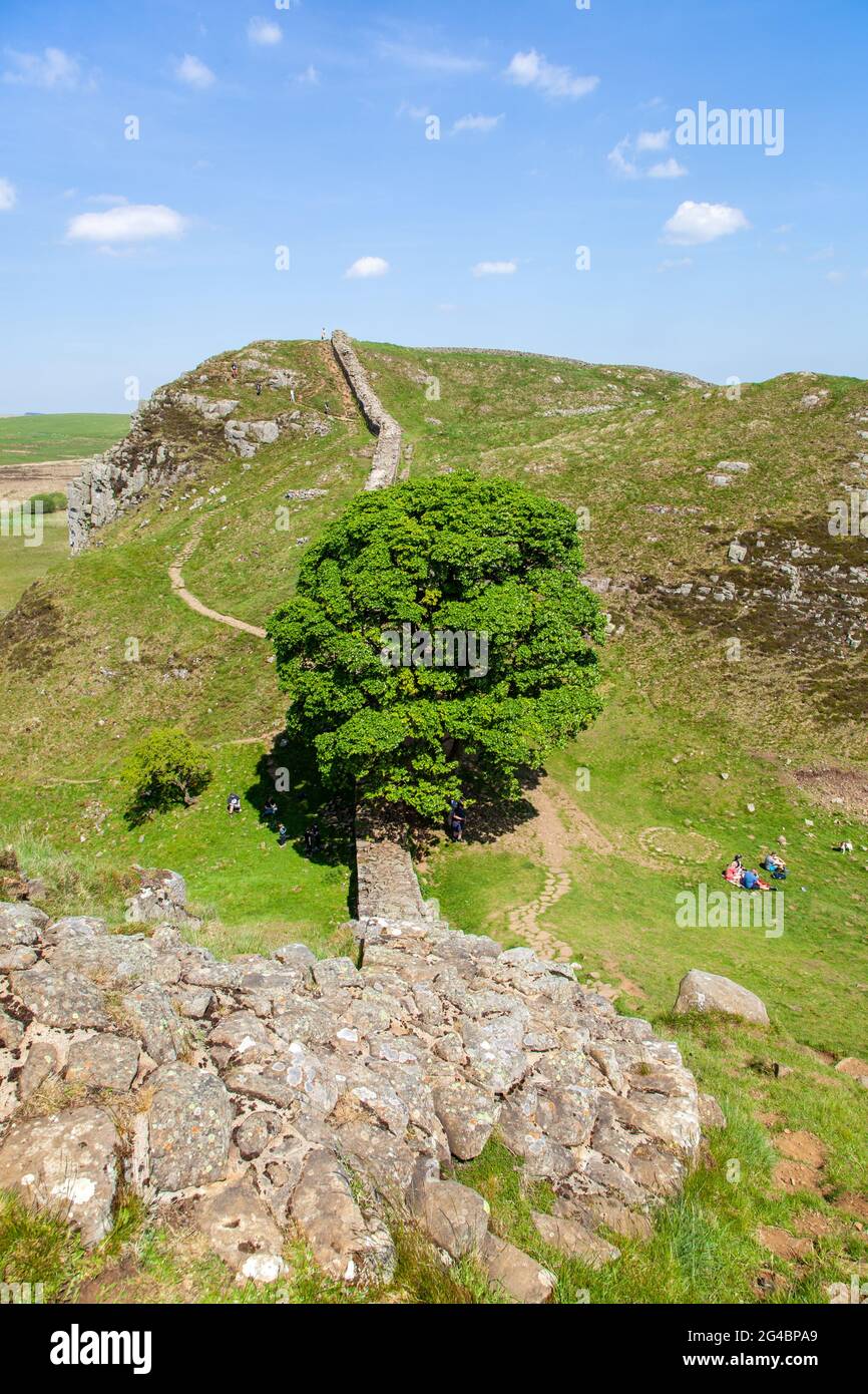 Il famoso albero a Sycamore Gap guardando verso Highshield crag sul muro di Adriano lunga distanza percorso nazionale in Northumberland Inghilterra UK Foto Stock