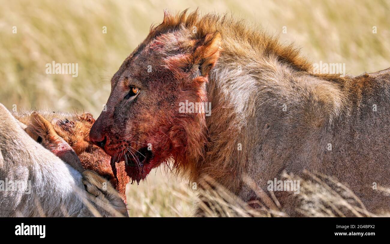 leone con un volto sanguinoso, Etosha National Park, Namibia, (Panthera leo Foto Stock
