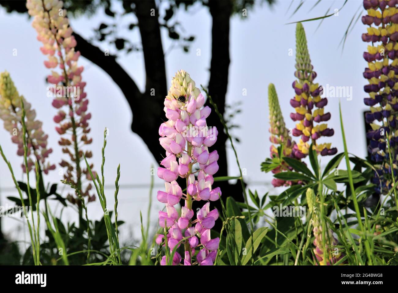 Primo piano di lupini rosa e viola colorati Foto Stock