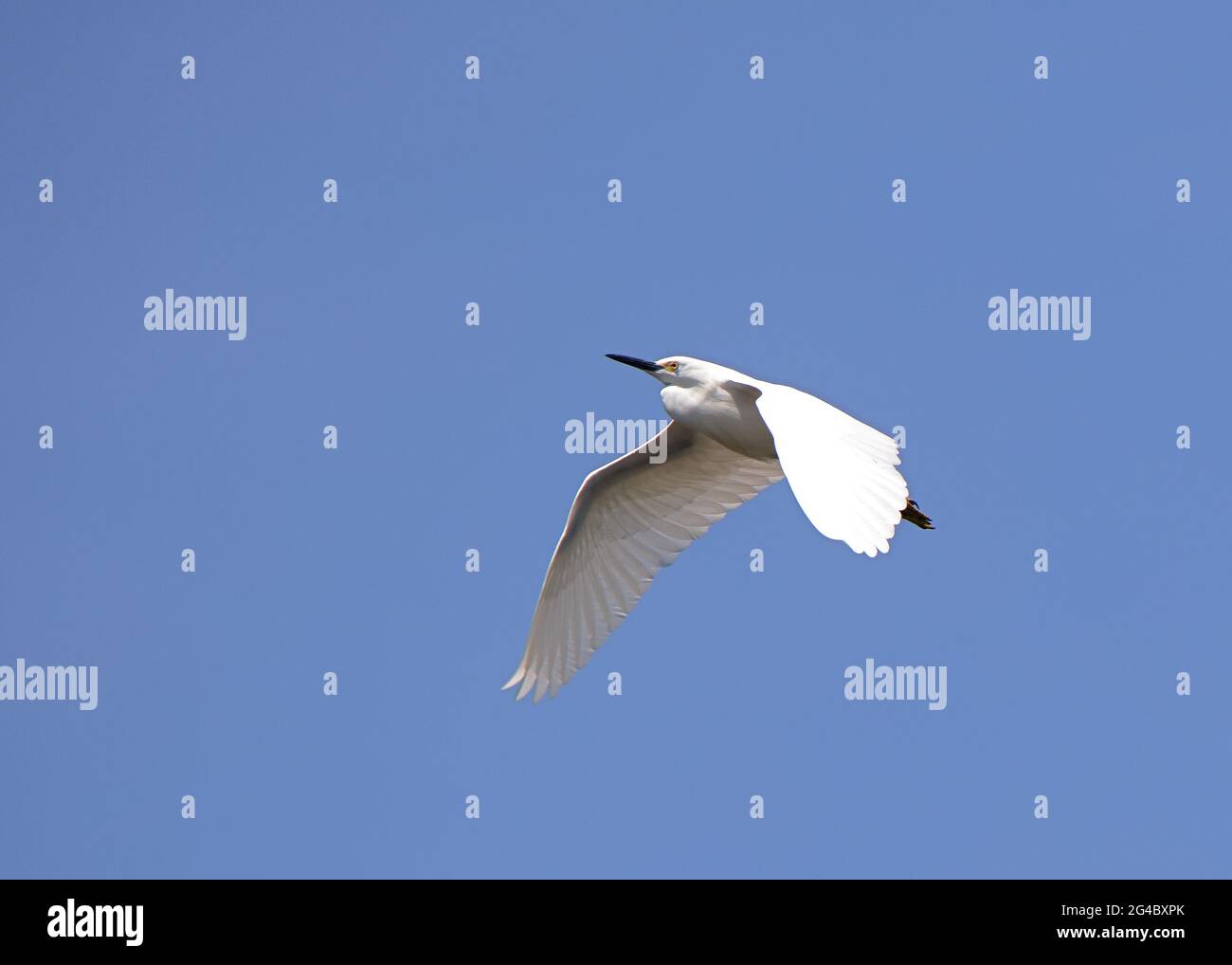 Grande egreo che vola contro un cielo blu chiaro con le ali puntate verso il basso Foto Stock