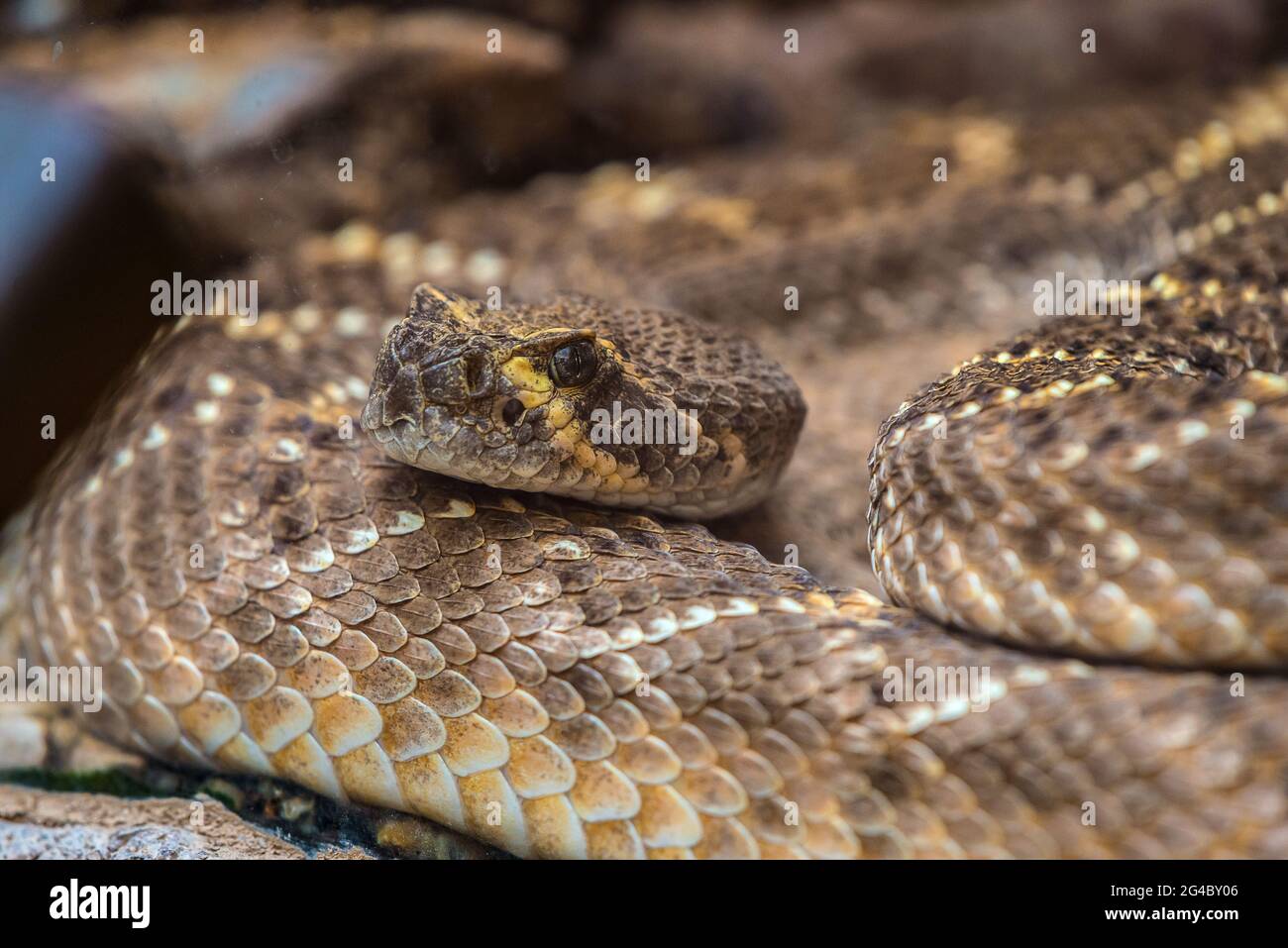 Un Western Diamondback Rattlesnake Foto Stock