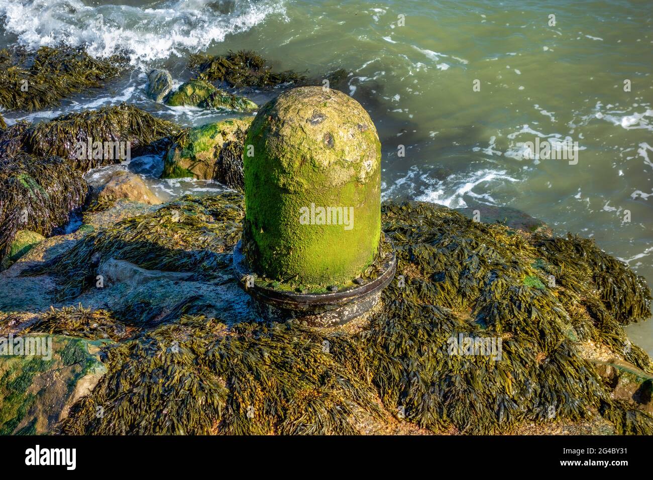 Vecchio tubo arrugginito che si stacca dalle rocce coperte in Seaweed Folkestone, Kent Foto Stock