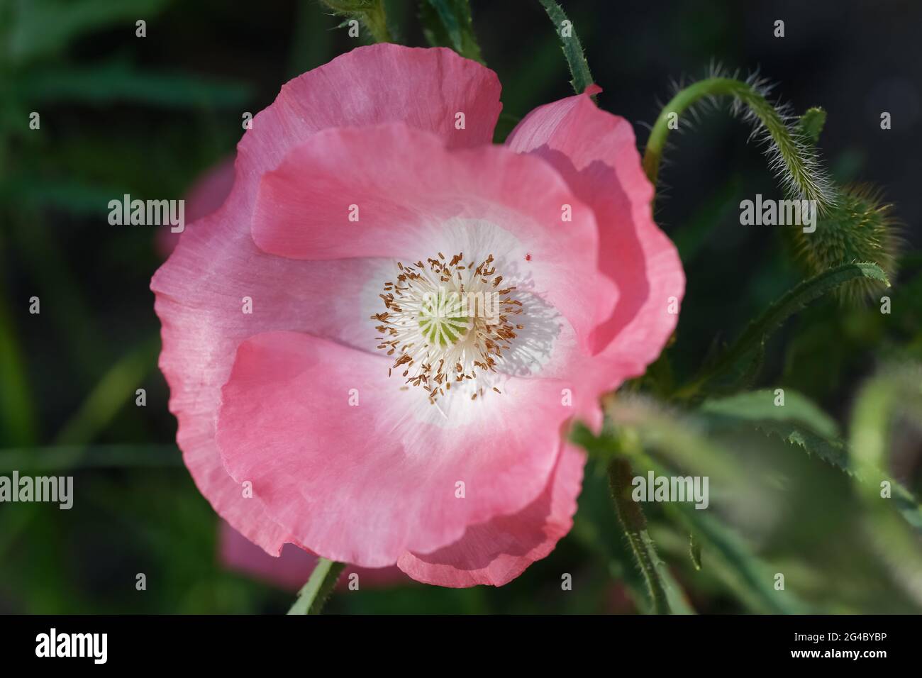 Papavero rosa su uno sfondo meraviglioso. Rosa tenera, aria, papavero che dà vita. Papavero rosa fiorente contro un'erba verde Foto Stock