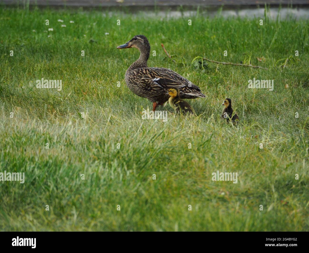 Madre anatra con due anatre del bambino che cammina attraverso l'erba Foto Stock