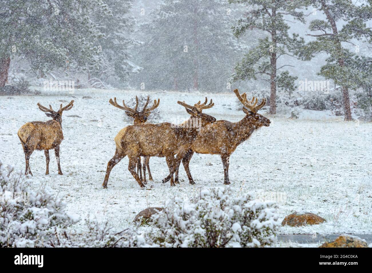 ELKS in tempesta di neve - un gruppo di toro alci che vagano e pascolano su un prato coperto di neve in una tempesta di neve di primavera nel Rocky Mountain National Park. Foto Stock