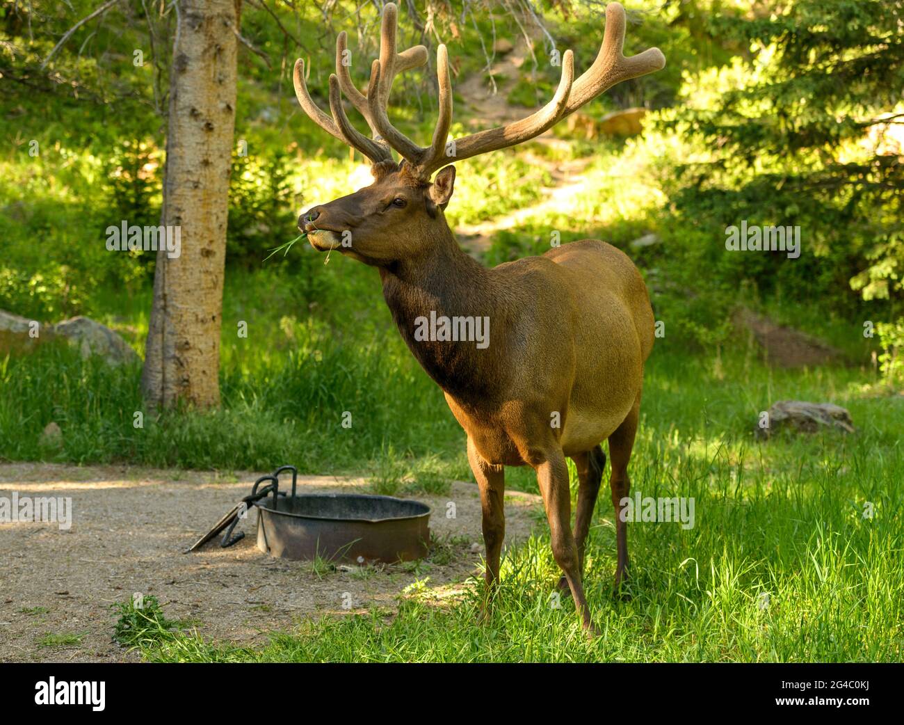 Bull Elk - UN grande alce toro che pascolano e vagano in un'area pic-nic in una soleggiata serata di primavera. Rocky Mountain National Park, Colorado, Stati Uniti. Foto Stock