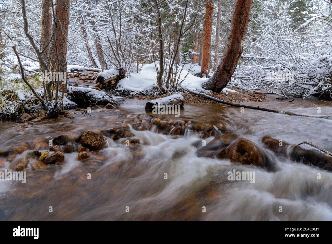 Spring Mountain Creek - una vista di un giorno di primavera innevata di un torrente di montagna in una foresta densa. Fall River nel Rocky Mountain National Park, Colorado, Stati Uniti. Foto Stock