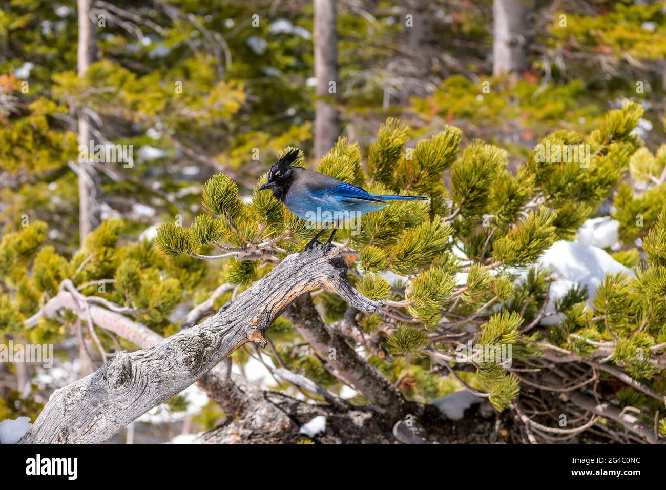 Steller's Jay - primo piano di un fieno di Steller's hopping su un ramo innevato di pini sulla riva del lago Dream nel Rocky Mountain National Park, CO, USA. Foto Stock