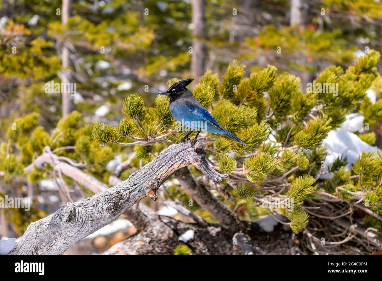 Steller's Jay - una giuna di Steller che si erge su un ramo innevato di pino, contro il forte vento di montagna, nel Rocky Mountain National Park. Colorado, Stati Uniti. Foto Stock