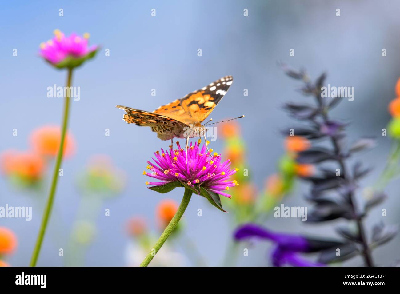 Painted Lady on Pink Flower - una farfalla dipinta, Vanessa Cardui, in  piedi e nutrirsi su un fiore rosa brillante in un letto fiorito estivo. CO,  STATI UNITI Foto stock - Alamy