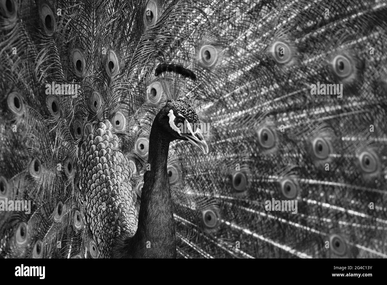 Wild Peacock con belle piume Foto Stock