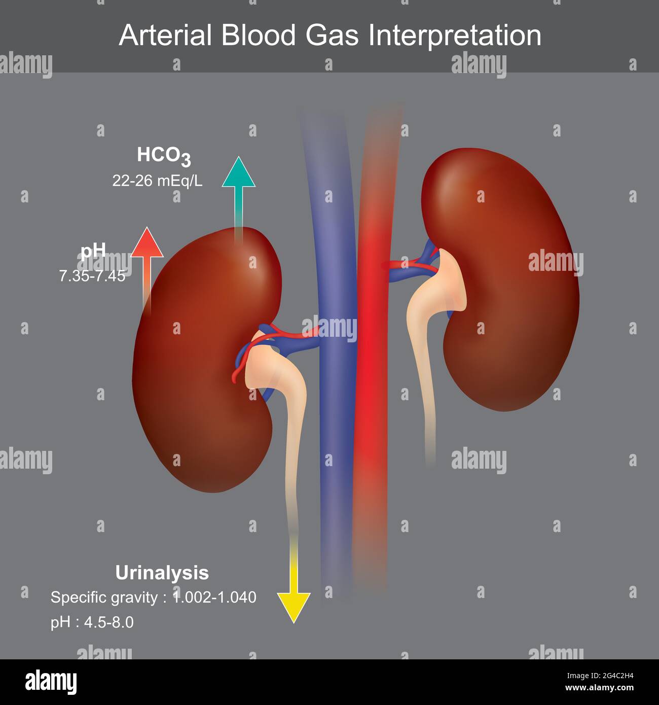 Interpretazione dei gas ematici arteriosi Illustrazione Vettoriale