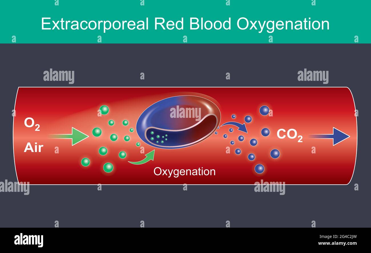Ossigenazione extracorporea del sangue rosso. Illustrazione per uso commerciale, circa i globuli rossi hanno ricevuto molecole di ossigeno nel respiro e nel cuore. Illustrazione Vettoriale