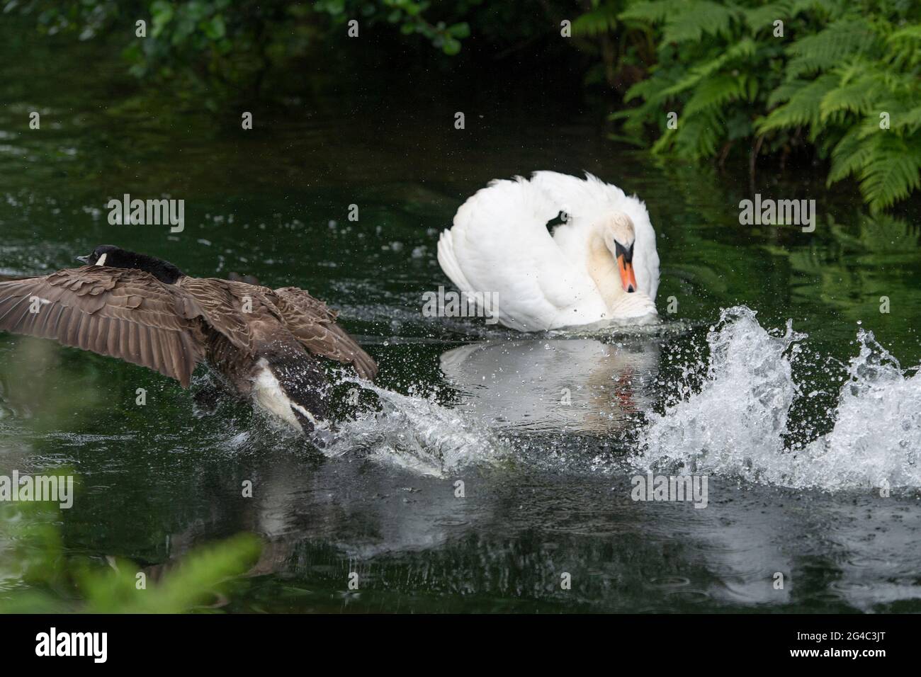 swan attaccando un'oca canadese Foto Stock
