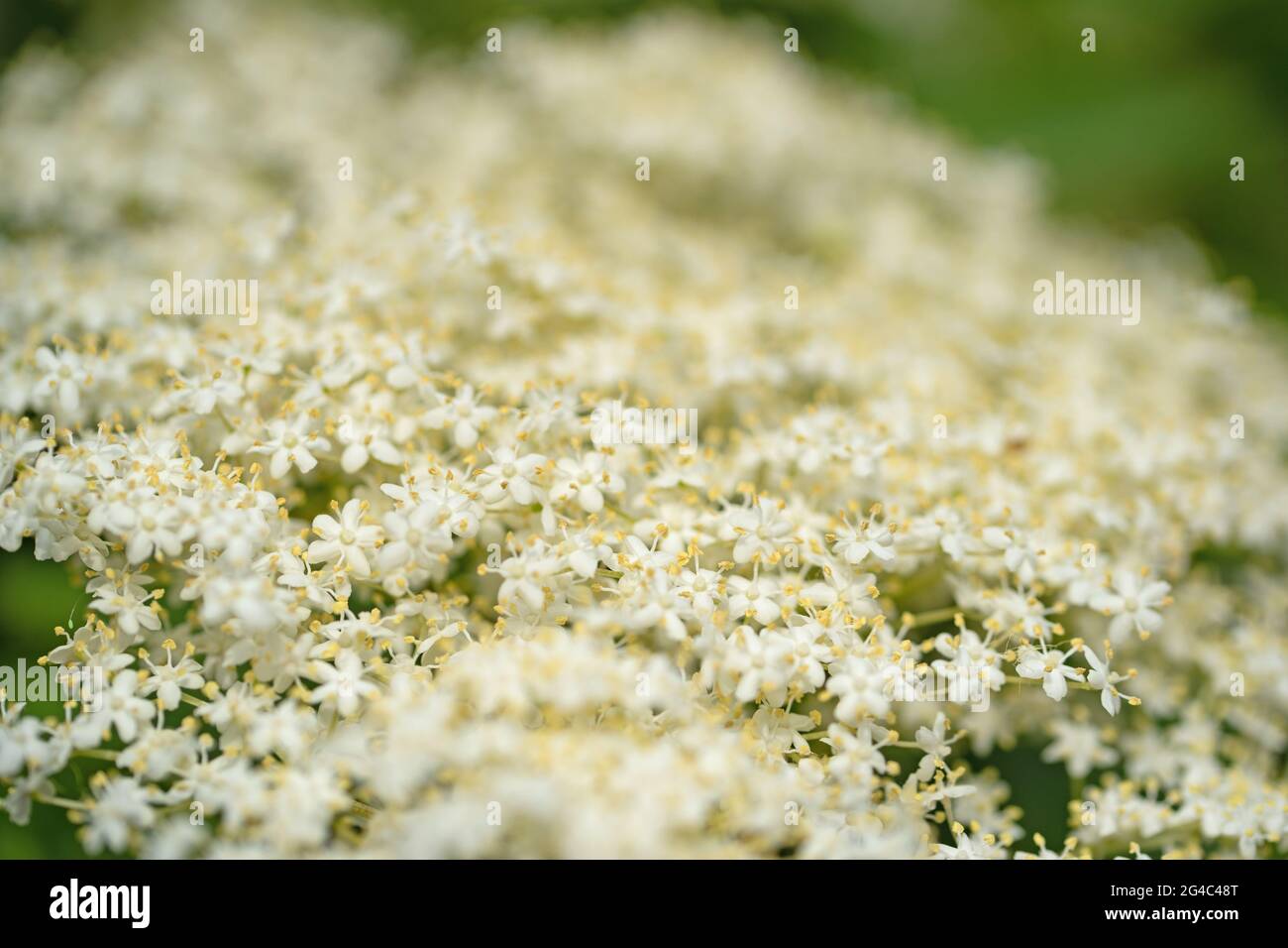 Fioritura di sambuco in un primo piano Foto Stock