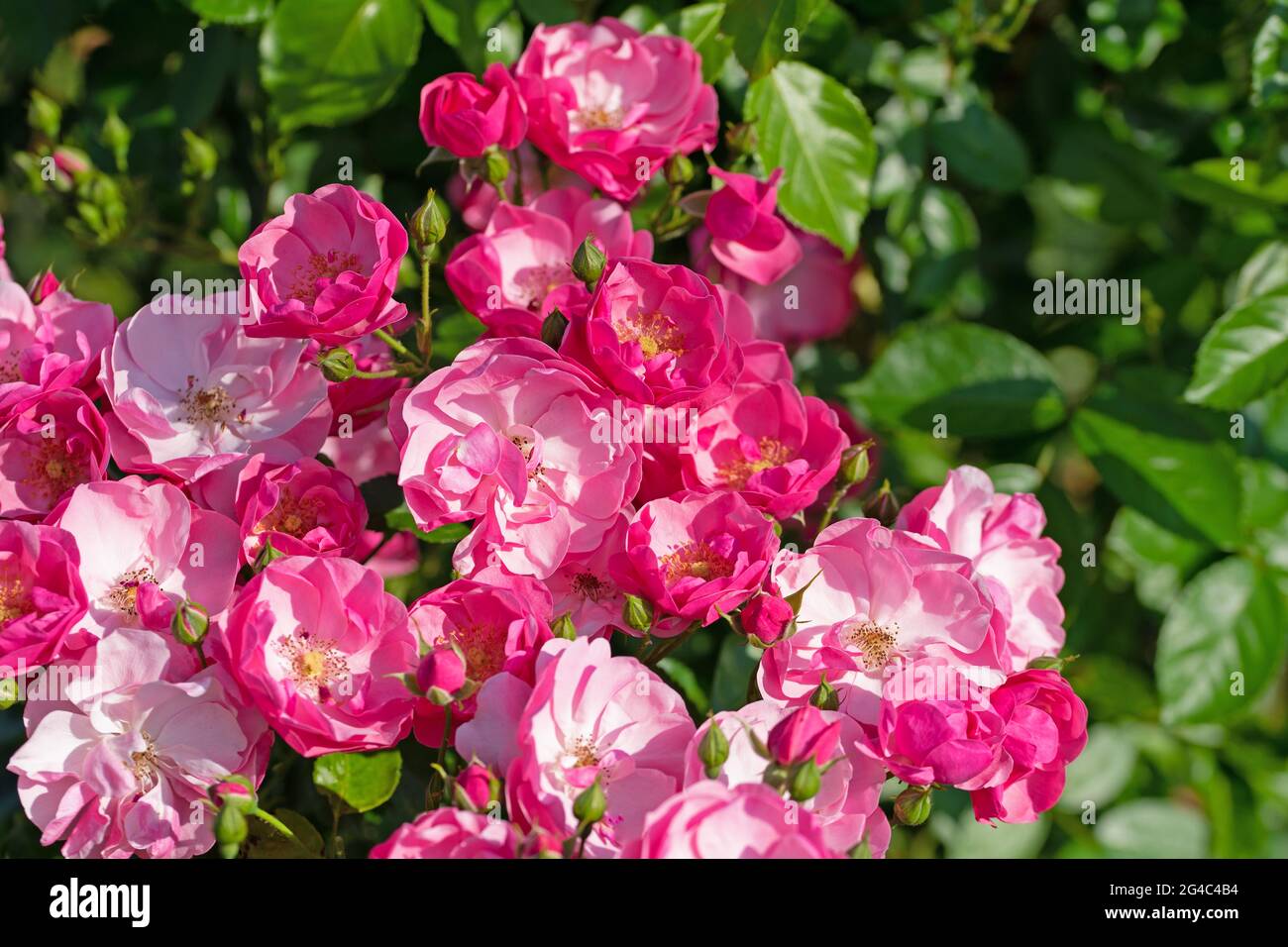 Fiorire rose nobili nel giardino Foto Stock