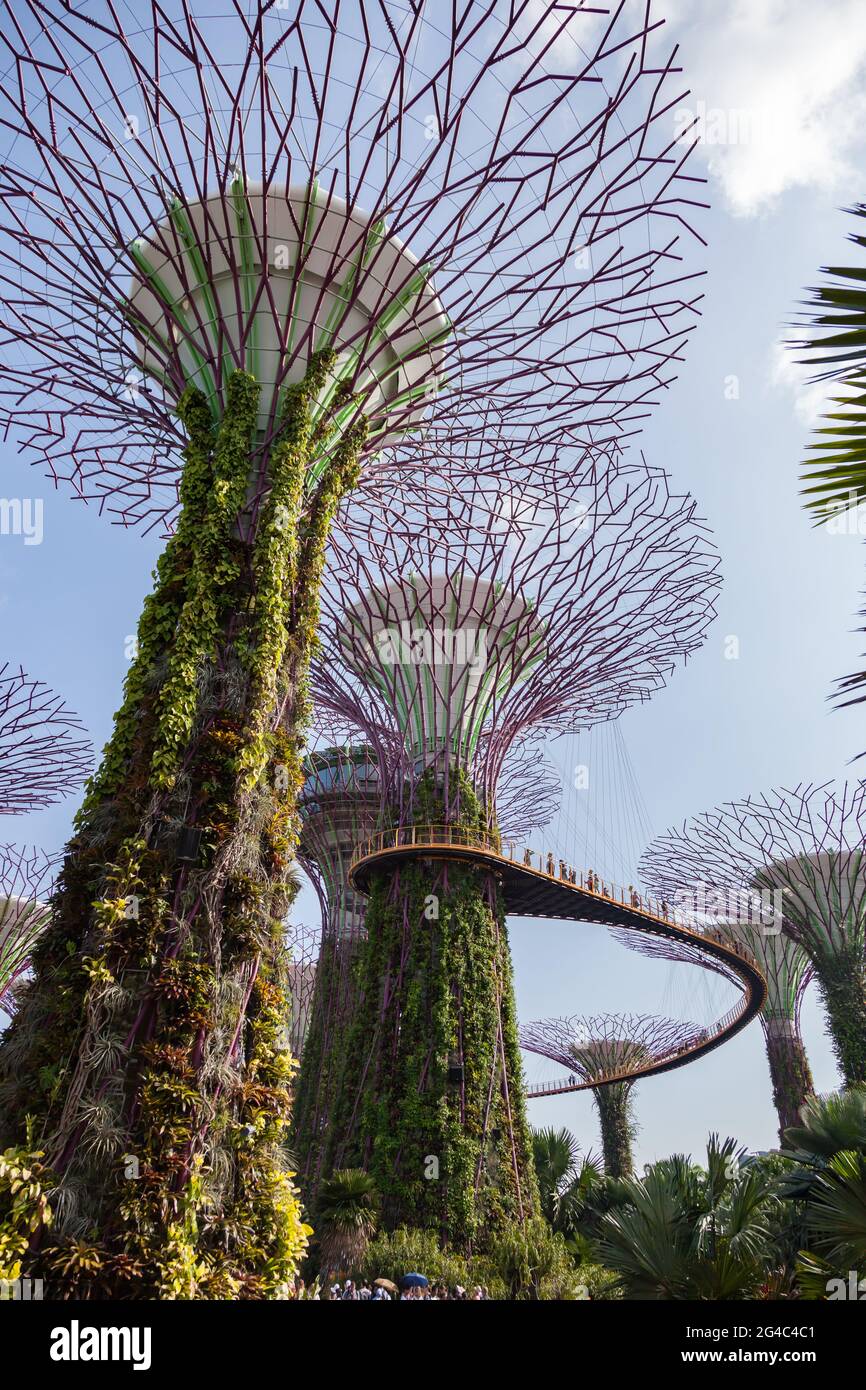 Vista dell'iconico Supertree Grove e della passerella pedonale nei Giardini di Singapore presso la Baia. Foto Stock