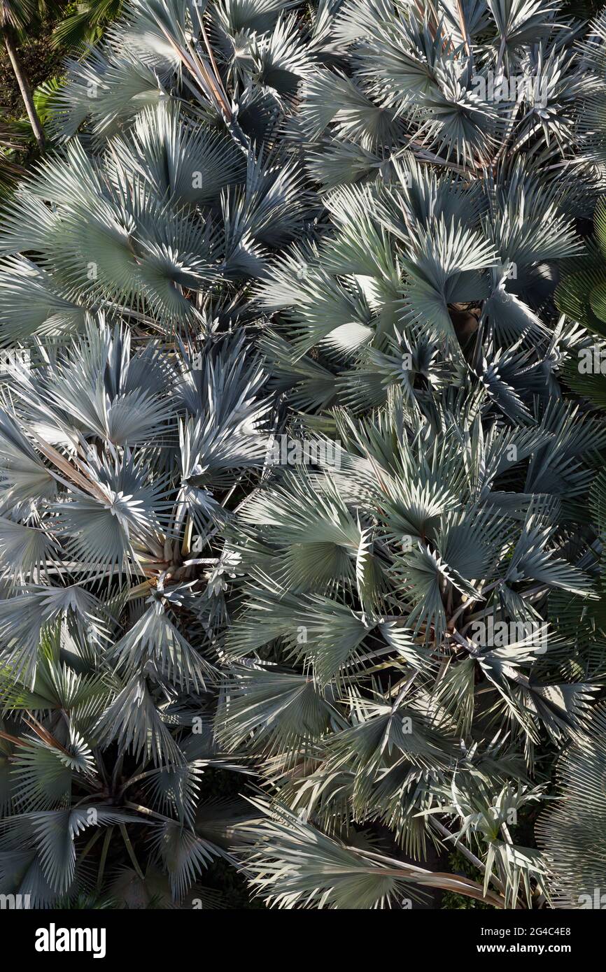 Foglie astratte di cactus Foto Stock