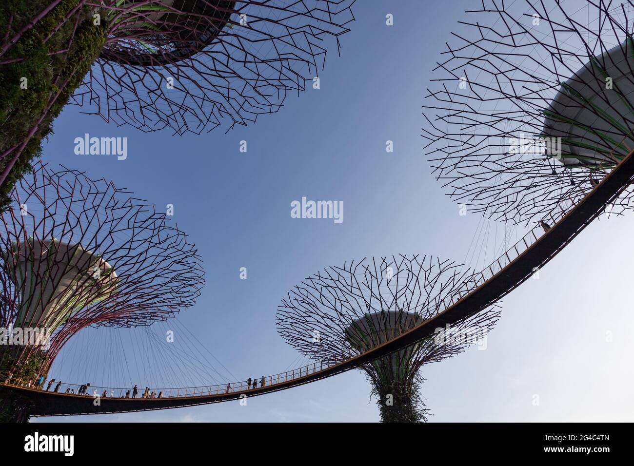 I turisti attraversano passaggi sopraelevati nell'iconico Supertree Grove di Singapore, Gardens by the Bay Foto Stock