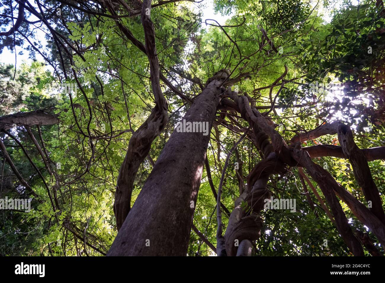 Enorme vecchio albero, grandi rami e foglie verdi Foto Stock