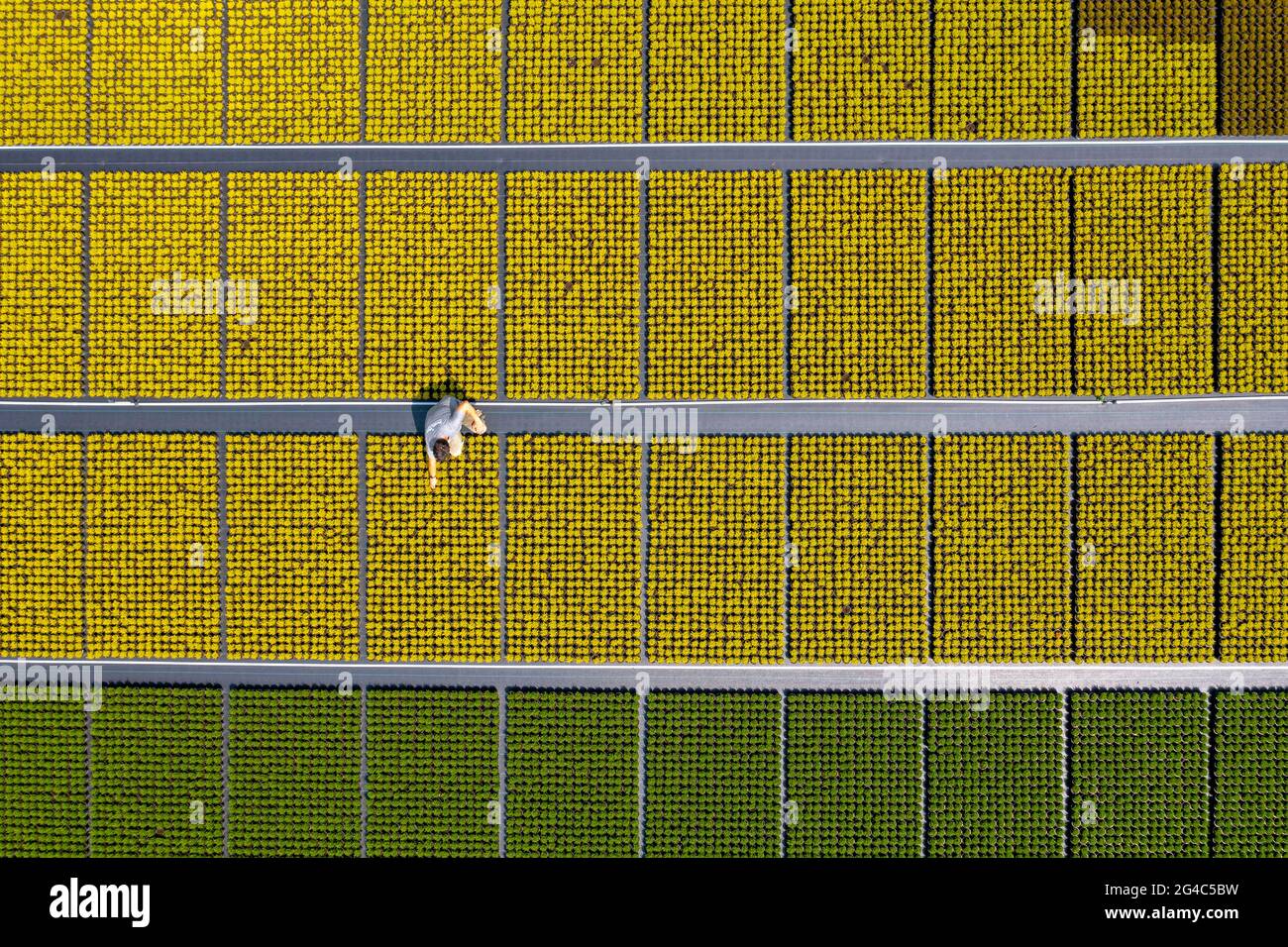 Settore florovivaistico, piante di piume da ginestra, in vasi da fiori, all'aperto, Calluna vulgaris, Sono tagliati indietro per ottimizzare fioritura, NRW, Germania Foto Stock