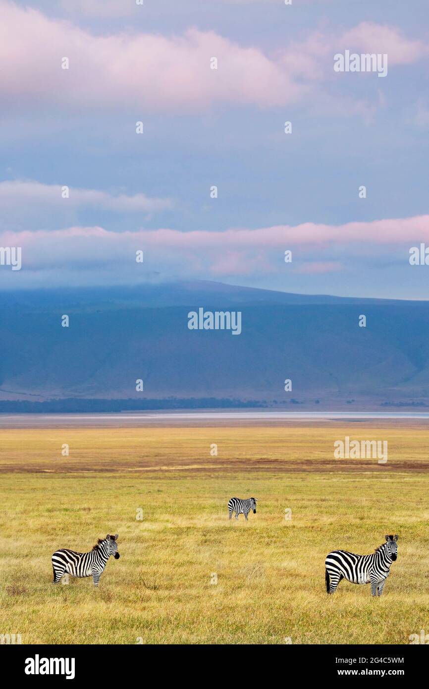 Zebre nel cratere di Ngorongoro, Tanzania Foto Stock
