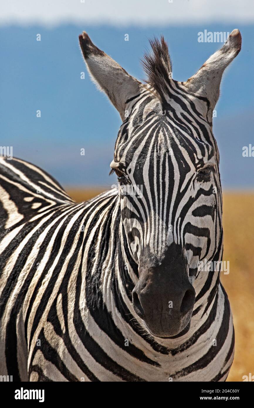 Zebra nel cratere di Ngorongoro, Tanzania Foto Stock
