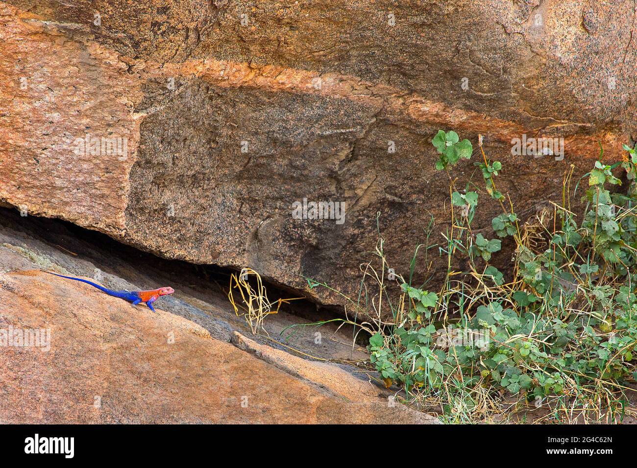 La lucertola AGAMA conosciuta anche come lucertola a testa piatta AGAMA Mwanzae come sulla roccia a Serengeti, Tanzania, Africa Foto Stock