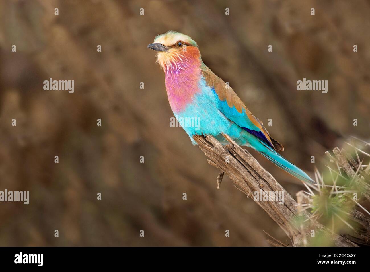 Rullo tostato lilla a Serengeti, Tanzania, Africa Foto Stock