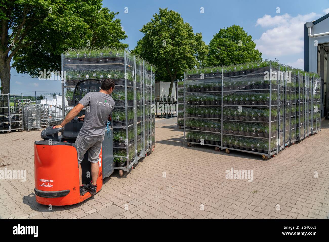 Azienda florovivaistica, piante di lavanda, in vasi di fiori, all'aperto, sono imballati per trasportarli al cliente, NRW, Germania Foto Stock