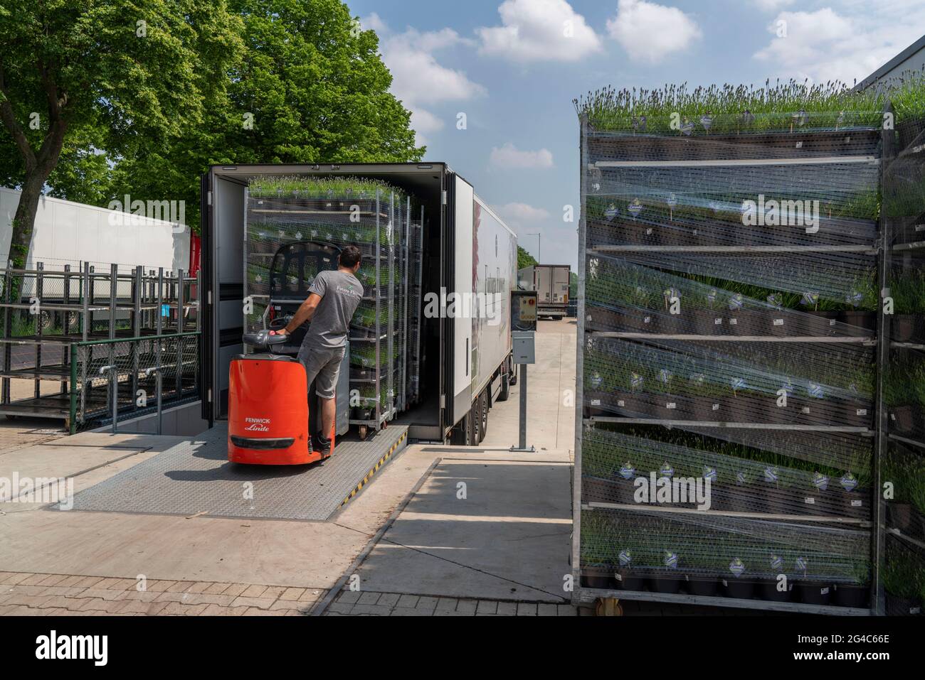 Azienda florovivaistica, piante di lavanda, in vasi di fiori, all'aperto, sono imballati per trasportarli al cliente, NRW, Germania Foto Stock