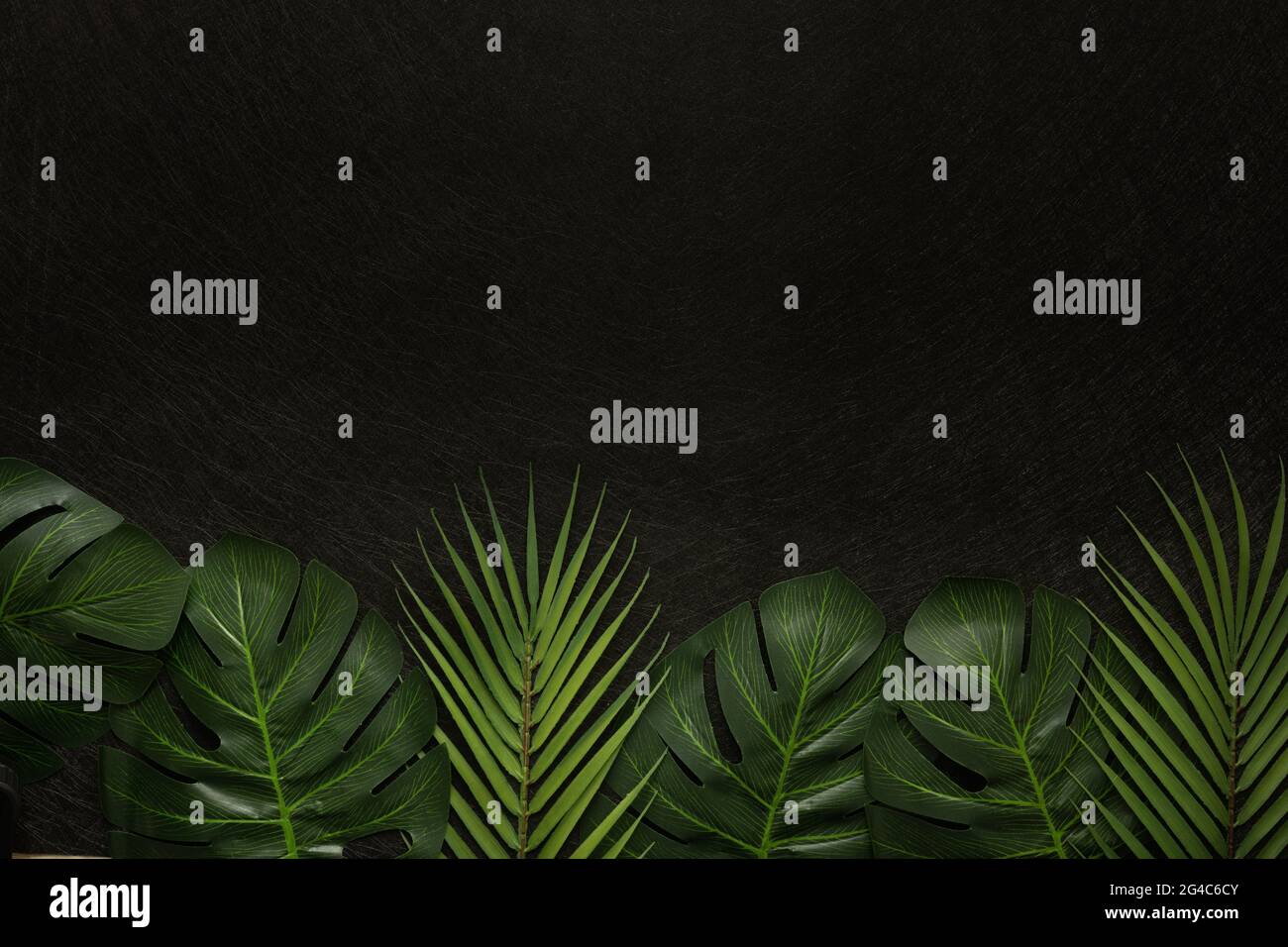 Layout creativo, foglie verdi di monstera e palme tropicali, sfondo nero, strato piatto, spazio vuoto per il testo Foto Stock