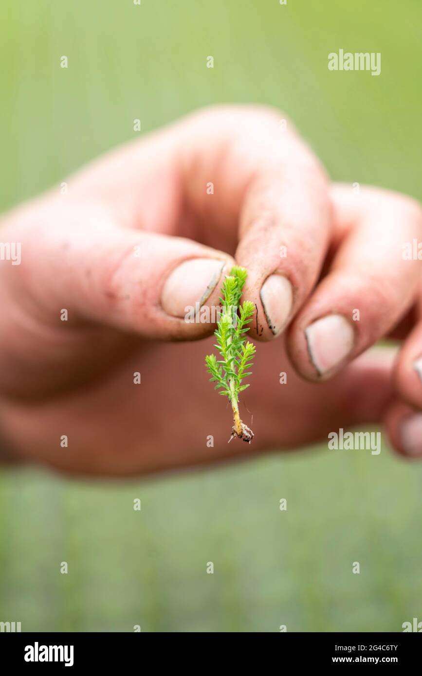 Vivaio orticolo, talee, erica, piante di erica di ginestra,Calluna vulgaris, nella casa di propagazione, qui le piante crescono, in alta umidità, a. Foto Stock