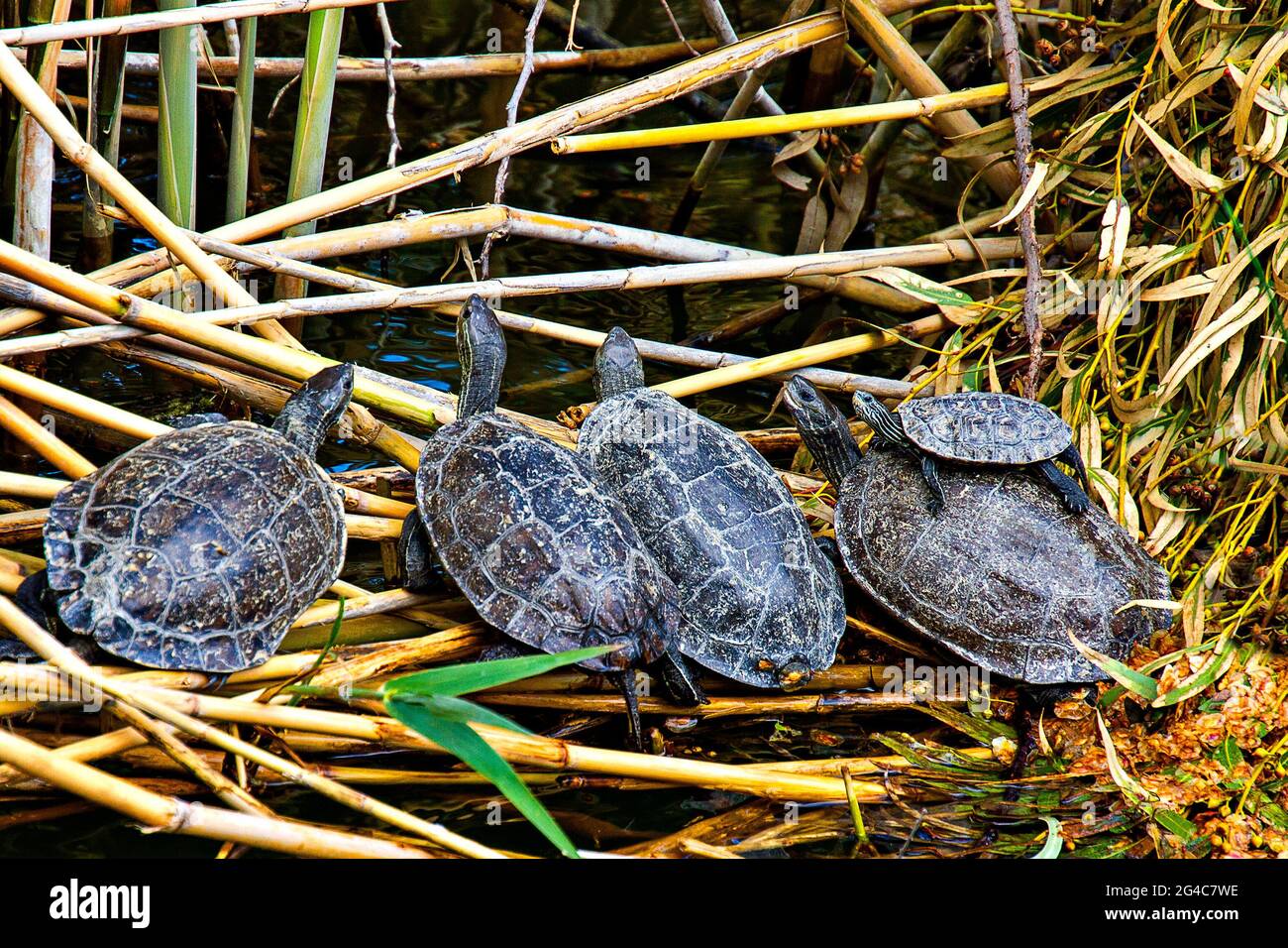 Tartarughe marine Baby Loggerhead conosciute anche come Caretta Caretta a Iztuzu, Dalyan, Turchia Foto Stock