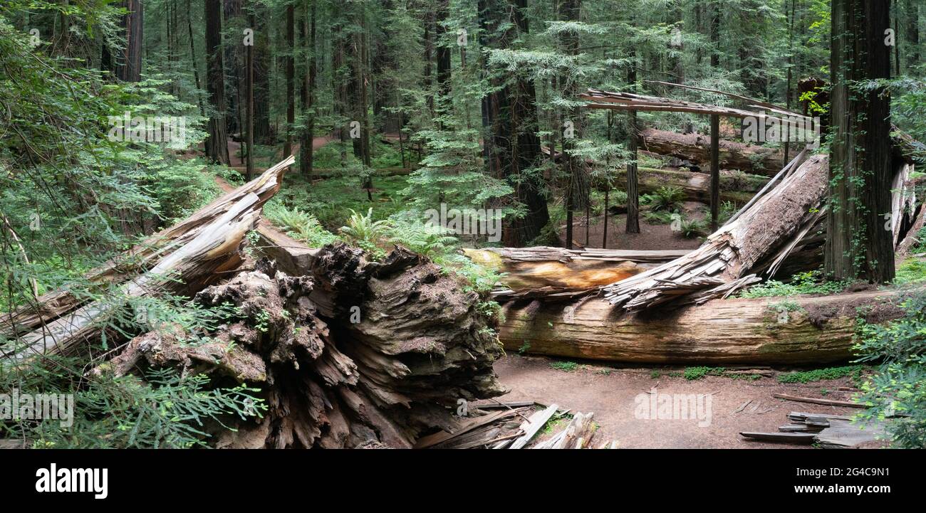 Enormi sequoie costiere, sempervirens Sequoia, prosperano nel clima umido del Humboldt Redwoods state Park, California del Nord. Foto Stock