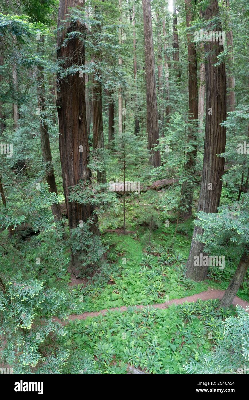 Enormi sequoie costiere, sempervirens Sequoia, prosperano nel clima umido del Humboldt Redwoods state Park, California del Nord. Foto Stock