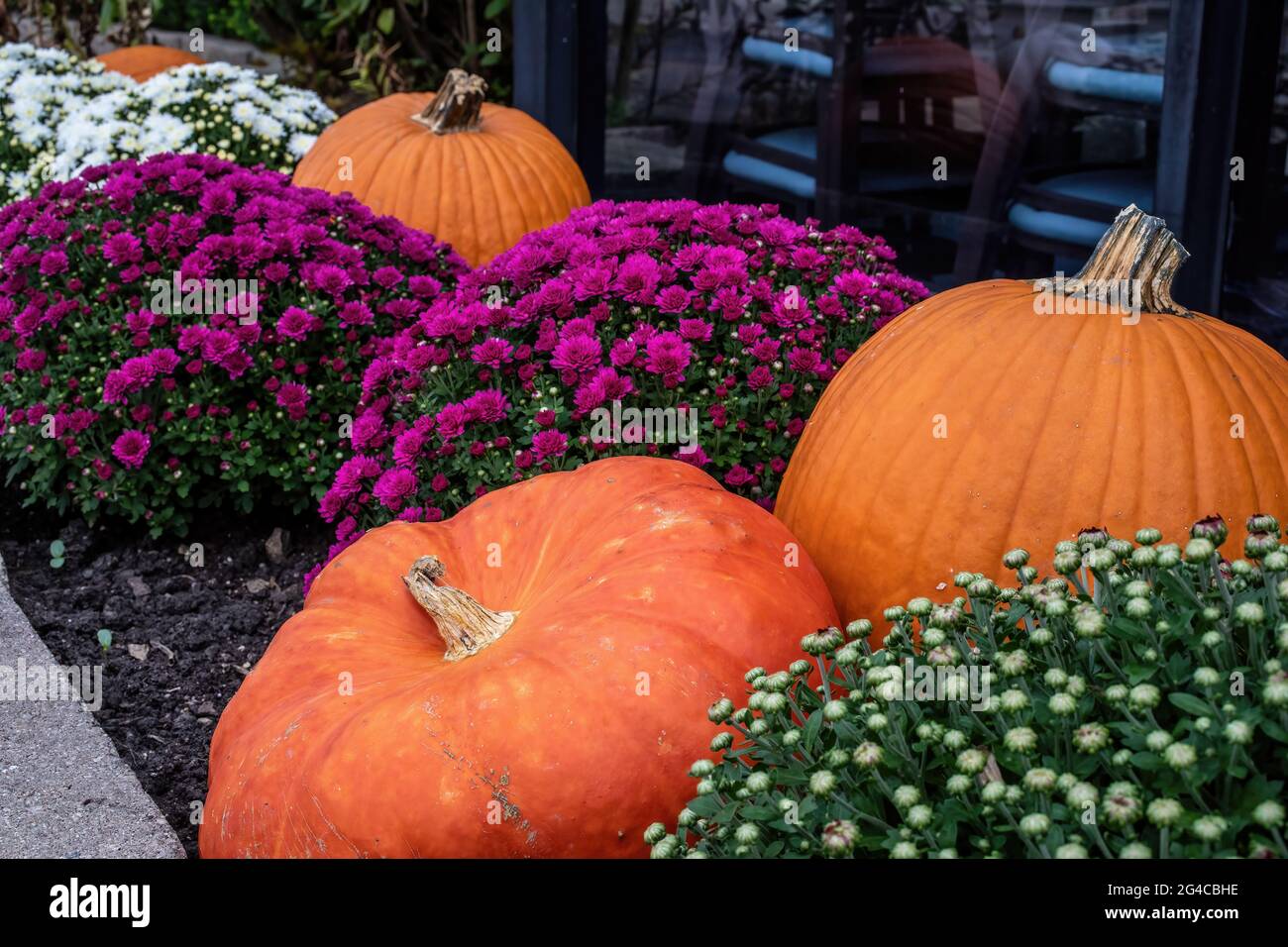 Zucche e mamme bianche e viola per la decorazione autunnale. Foto Stock