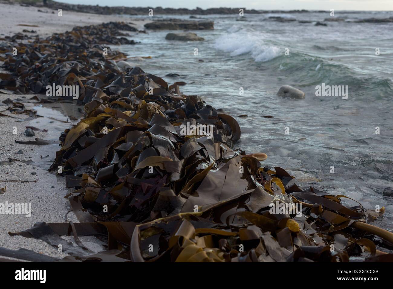 Le alghe di kelp si bagna sulla costa vicino a Kommetjie, sulla penisola del Capo del Sud Africa, vicino a Città del Capo. Foto Stock