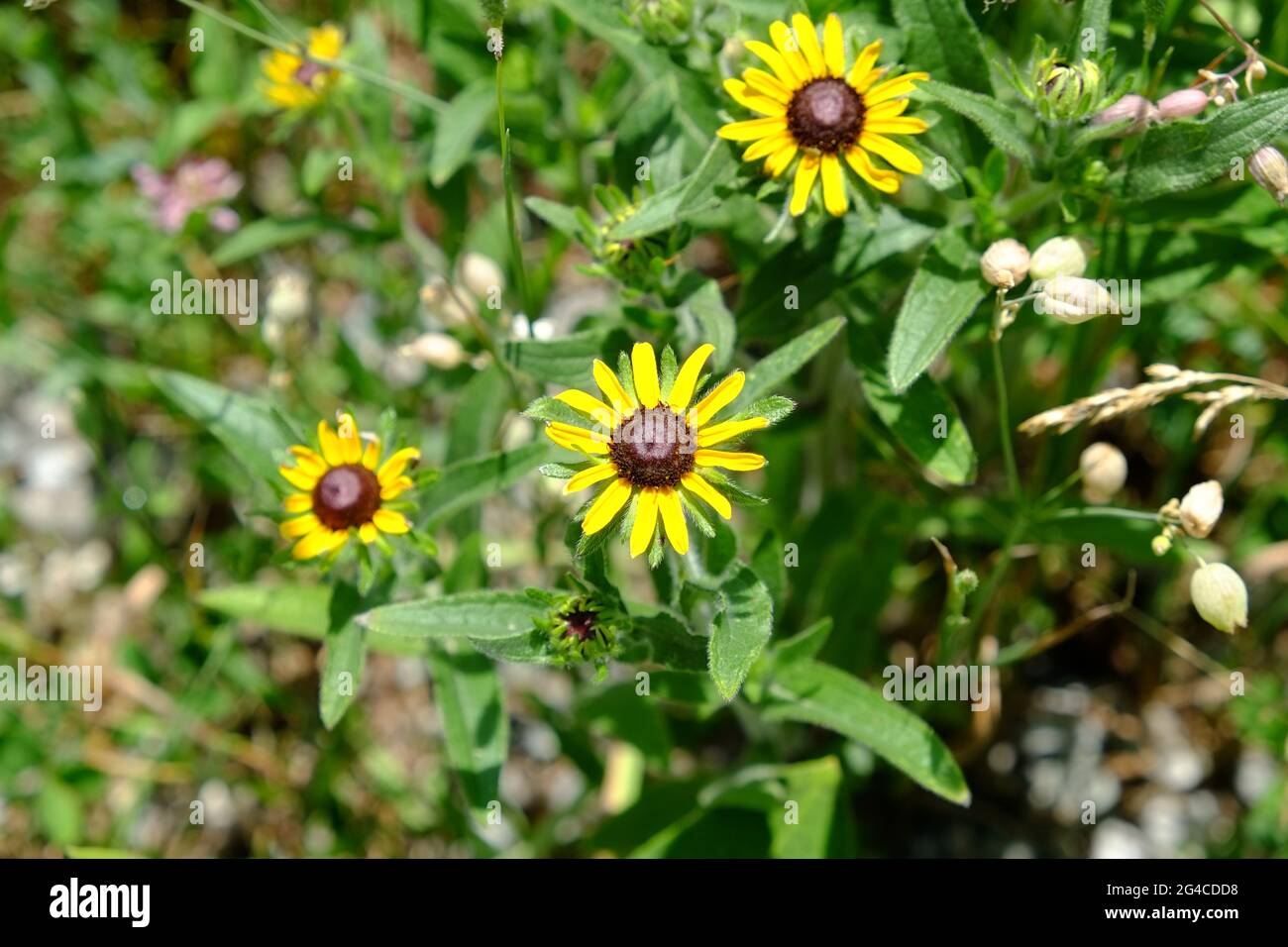 Bellissimi fiori gialli di un susan dall'occhio nero (Rudbeckia hirta). Foto Stock