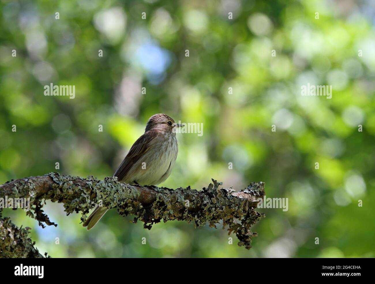 Flycatcher avvistato (Muscicapa striata) seduto su un ramo di acero Foto Stock