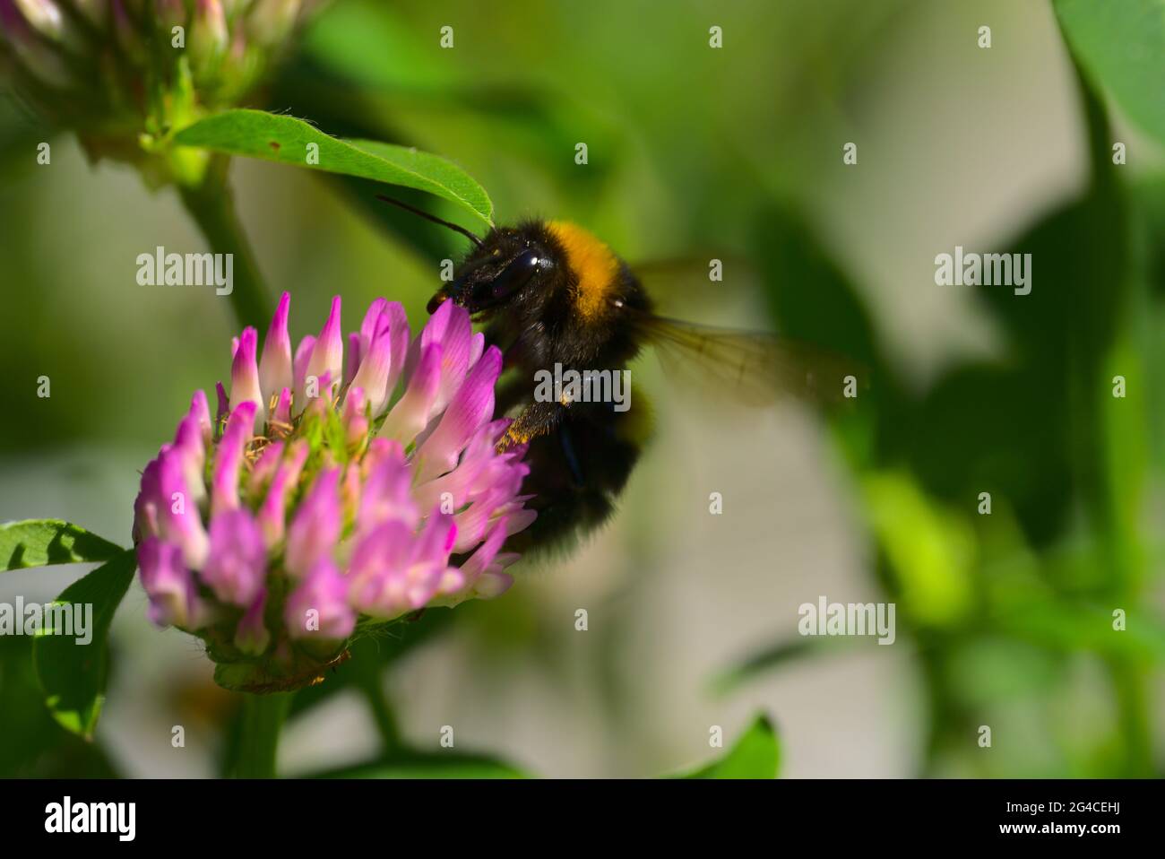 Bumblebee affamato su fiore rosa Foto Stock