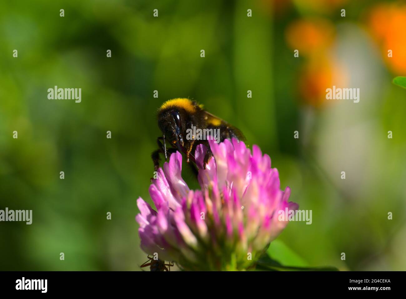 Bumblebee affamato su fiore rosa Foto Stock
