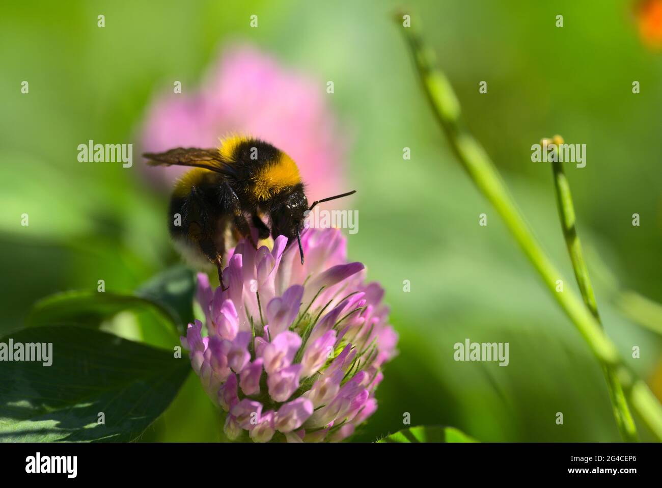 Bumblebee affamato su fiore rosa Foto Stock