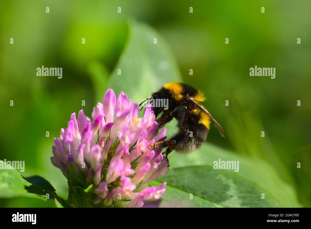 Bumblebee affamato su fiore rosa Foto Stock