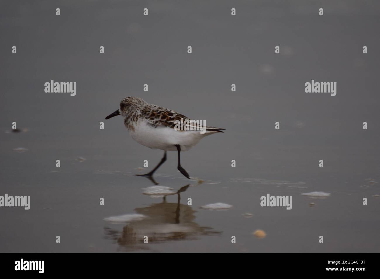Calidris alba - Sanderling - uccello migratorio in piedi alla spiaggia vicino all'acqua Foto Stock