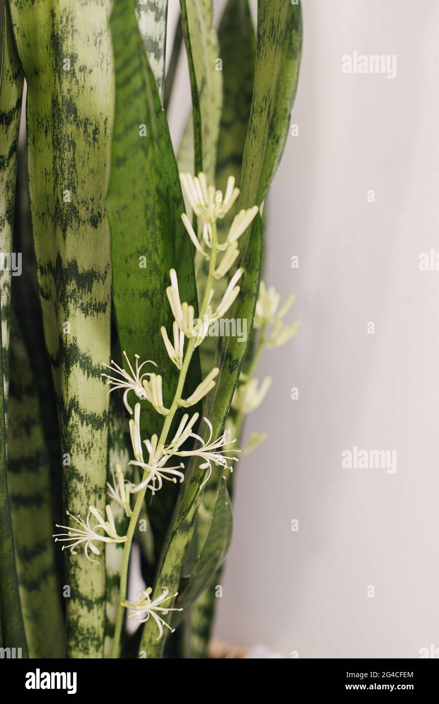 Serpente pianta che fiorisce gambo vicino su sfondo di stanza bianca.  Sansevieria pianta fioritura fiori su stelo e foglie verdi a strisce a  parete bianca. Ho Foto stock - Alamy